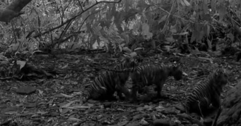 3-endangered-tiger-cubs-caught-on-camera-in-Thai-national.jpg