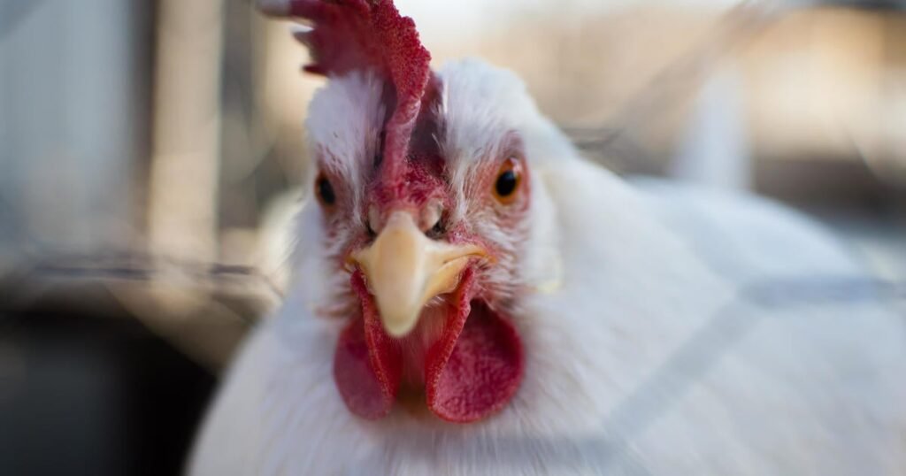 Egg-prices-are-likely-to-shoot-up-even-more-in.jpg