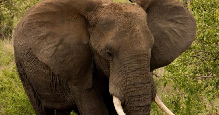 Elephant-tramples-tourist-to-death-in-South-Africas-iconic-Kruger.jpg