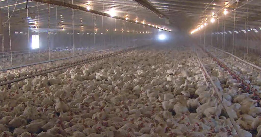 As-bird-flu-ravages-poultry-industry-the-damage-spreads.jpg