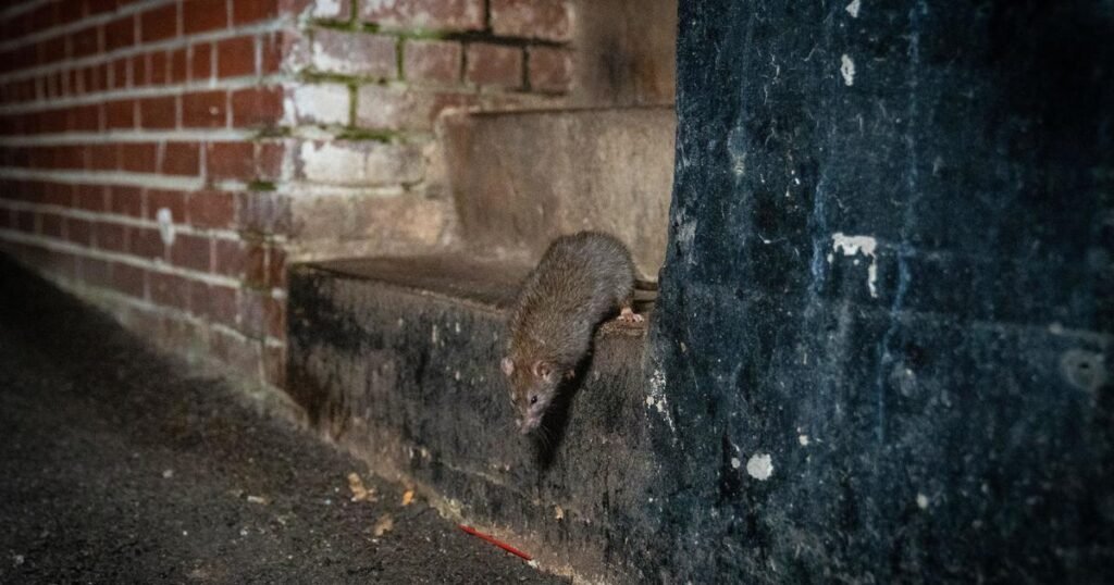 Oh-rats-Rat-populations-spike-in-cities-due-to-warming.jpg