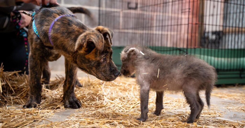 Orphaned-wolf-pup-bonds-with-shelter-dog-at-Kansas-zoo.jpg