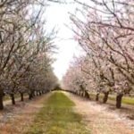 Finding-almond-blossoms-in-unlikely-places.jpg