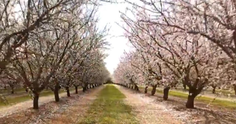 Finding-almond-blossoms-in-unlikely-places.jpg