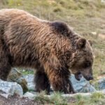 Hunter-accused-of-killing-endangered-mother-bear-claims-self-defense-at.jpg