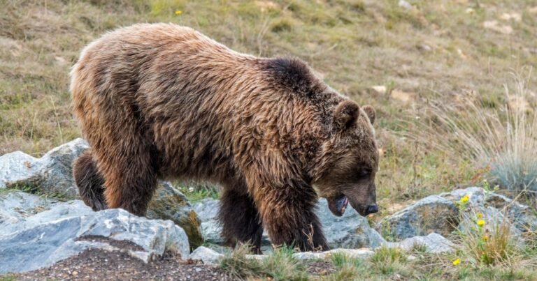 Hunter-accused-of-killing-endangered-mother-bear-claims-self-defense-at.jpg