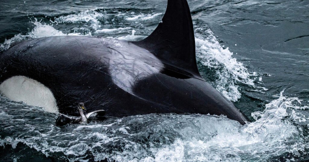 Killer-whales-caught-on-video-in-rarely-seen-bird-hunt.jpg