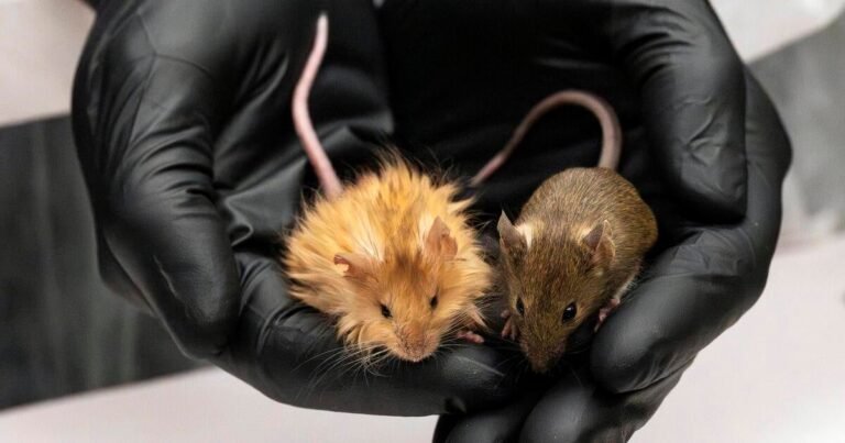 Mice-genetically-engineered-with-thick-hair-to-resemble-extinct-woolly.jpg