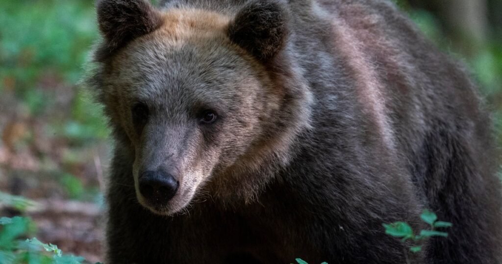 Bear-attacks-and-critically-injures-woman-walking-her-dog-in.jpg