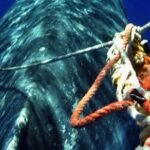 Crab-fisherman-tests-new-tech-to-protect-whales-from-deadly.jpg