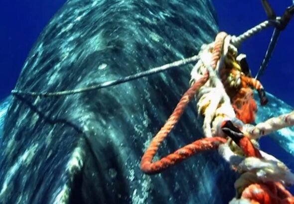 Crab-fisherman-tests-new-tech-to-protect-whales-from-deadly.jpg