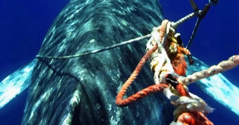 Crab-fisherman-tests-new-tech-to-protect-whales-from-deadly.jpg