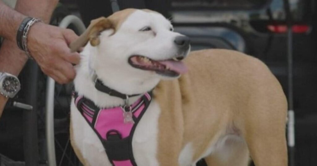 Tiki-the-dog-helps-Illinois-man-Chris-Smith-survive-gunshot.jpg