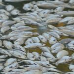 Toxic-algae-causing-mass-deaths-of-sharks-rays-and-other.jpg