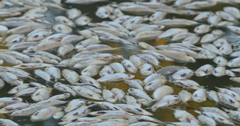 Toxic-algae-causing-mass-deaths-of-sharks-rays-and-other.jpg
