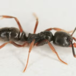 Asian-needle-ants-with-a-potentially-fatal-sting-have-spread.png