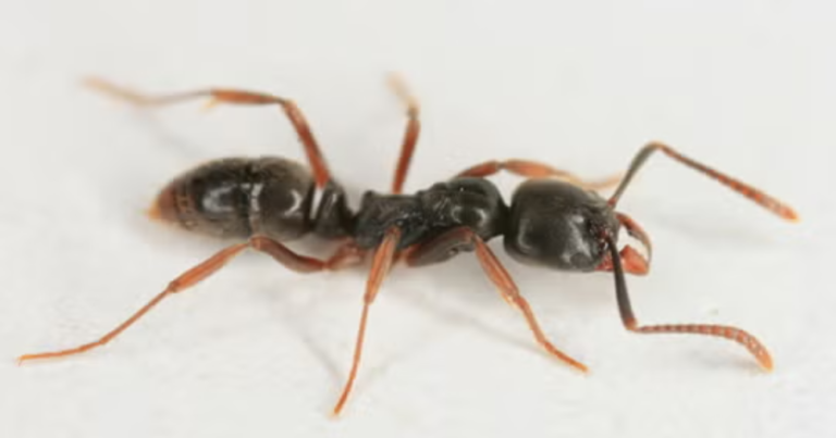 Asian-needle-ants-with-a-potentially-fatal-sting-have-spread.png