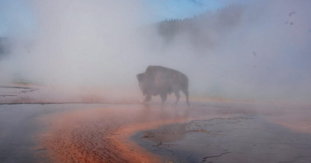 Bison-dies-after-falling-into-hot-spring-at-Yellowstone-National.jpg