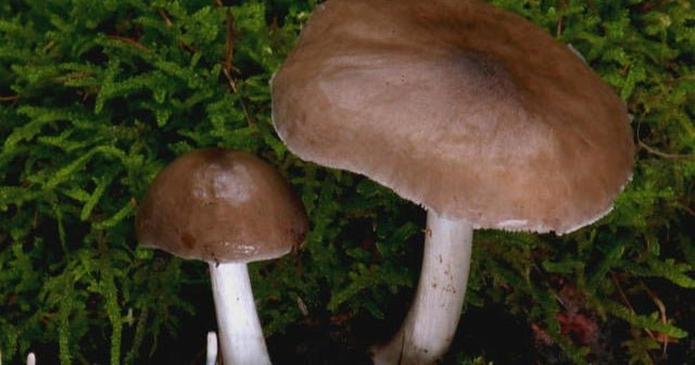 Is-LSD-a-wonder-drug-for-mental-health.jpg