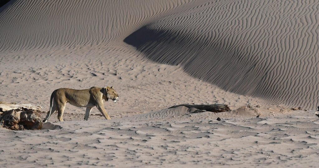 Lion-kills-businessman-at-luxury-safari-lodge-in-Namibia-after.jpg