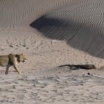 Lion-kills-businessman-at-luxury-safari-lodge-in-Namibia-after.jpg