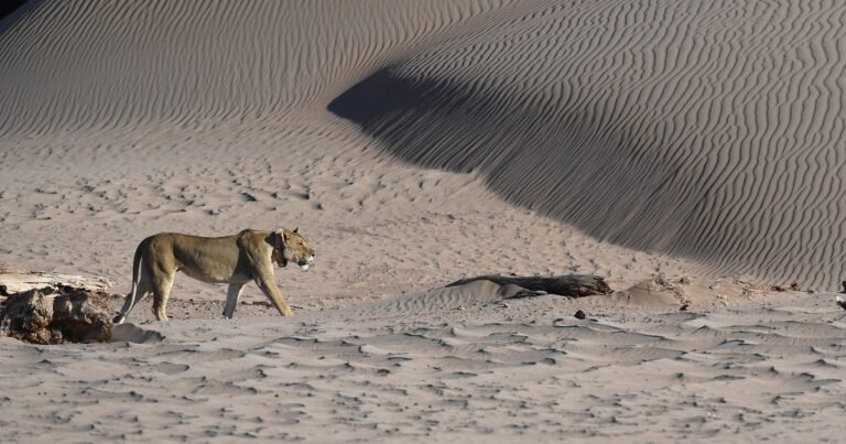 Lion-kills-businessman-at-luxury-safari-lodge-in-Namibia-after.jpg