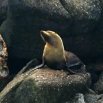 Nature-Fur-seals-in-New-Zealand.jpg