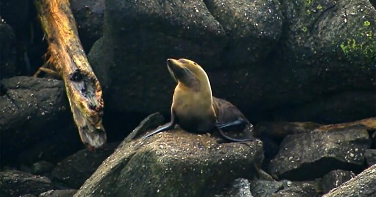 Nature-Fur-seals-in-New-Zealand.jpg