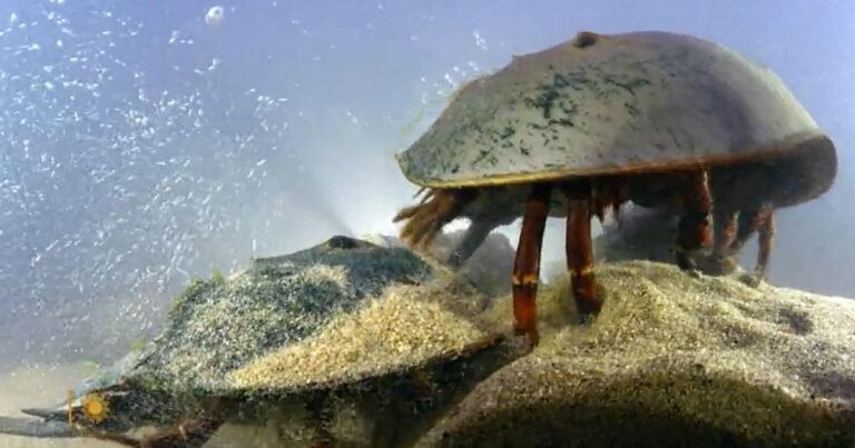 Nature-Horseshoe-crabs-in-Maine.jpg