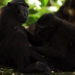 Nature-Macaques-CBS-News.jpg