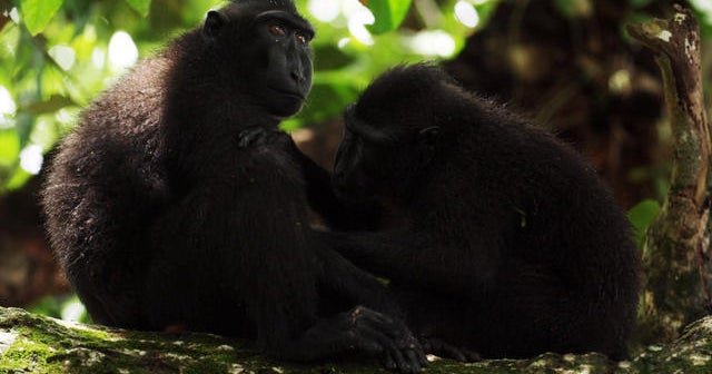 Nature-Macaques-CBS-News.jpg