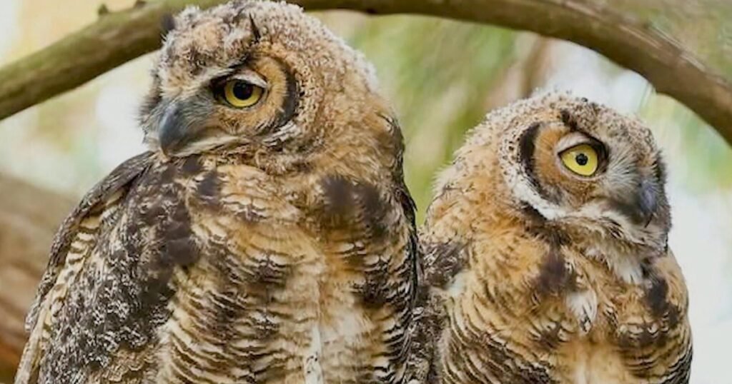 Pair-of-owls-become-San-Francisco-celebrities.jpg