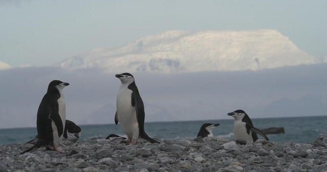 Penguin-species-in-Antarctica-hit-hard-by-climate-change.jpg