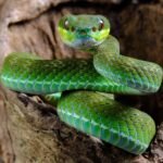 Smuggler-caught-with-dozens-of-venomous-vipers-concealed-in-checked-in.jpg