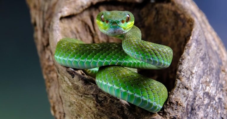 Smuggler-caught-with-dozens-of-venomous-vipers-concealed-in-checked-in.jpg