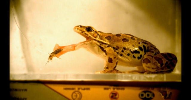 The-fascinating-world-of-biomimicry.jpg