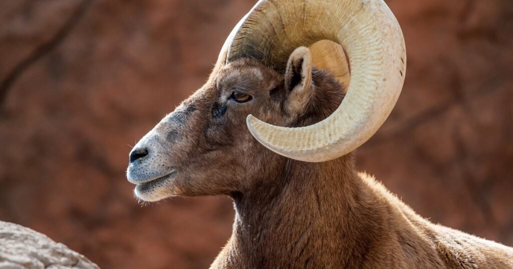 Bighorn-sheep-are-disappearing-in-Texas-Wildlife-biologists-are-stepping.jpg