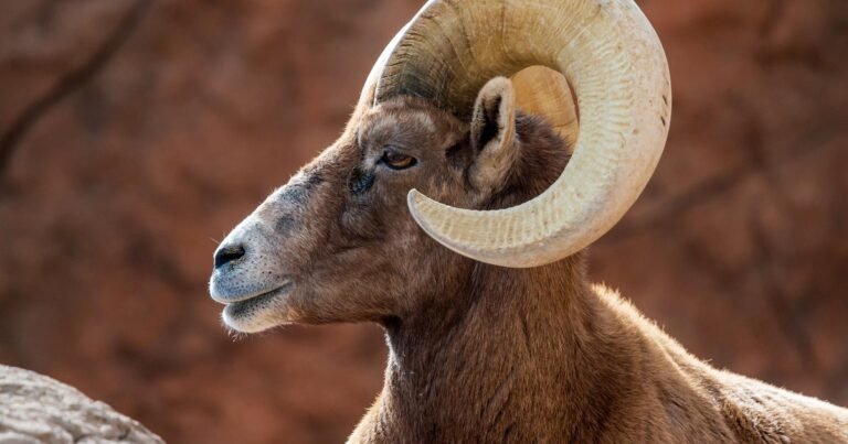 Bighorn-sheep-are-disappearing-in-Texas-Wildlife-biologists-are-stepping.jpg