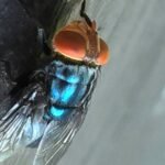Billions-of-flies-to-be-dumped-out-of-planes-in.jpg