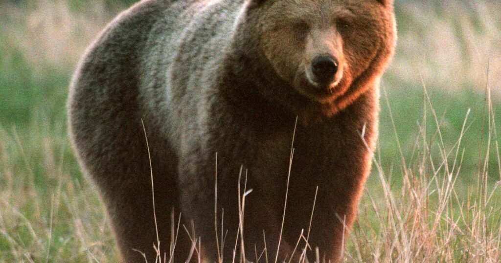 Brown-bear-mauls-woman-on-popular-Alaska-trail-and-searchers.jpg