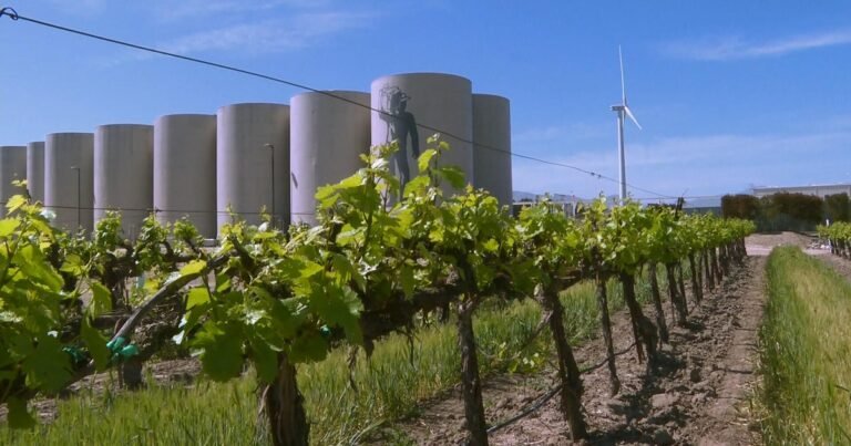 California-vineyard-uses-wind-power-to-make-wine.jpg