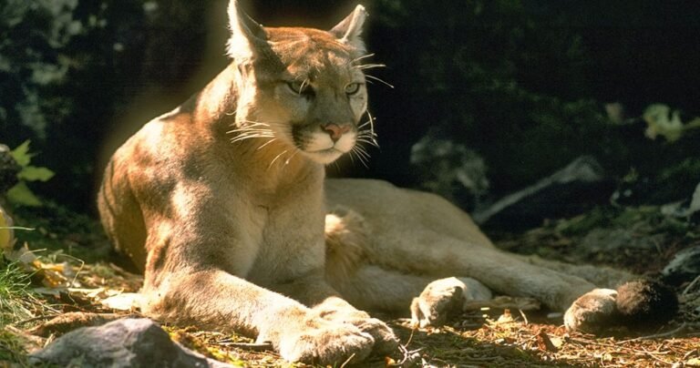 Dad-hailed-as-hero-after-mountain-lion-bites-4-year-old-in.jpg