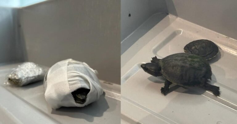 Florida-woman-caught-trying-to-carry-turtles-through-airport-security.jpg