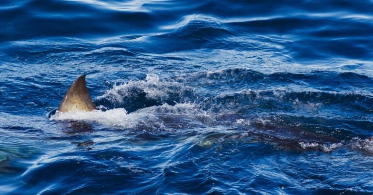 Great-white-shark-sightings-off-Maine-trigger-warnings-for-beachgoers.jpg