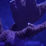 Growing-coral-to-restore-the-Florida-Reef.jpg