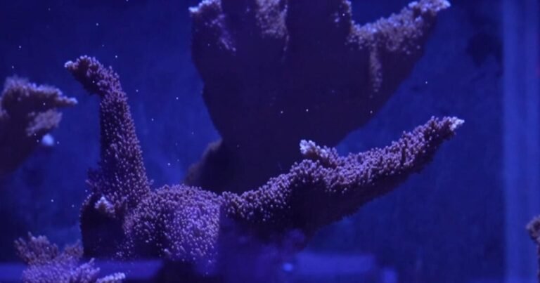 Growing-coral-to-restore-the-Florida-Reef.jpg