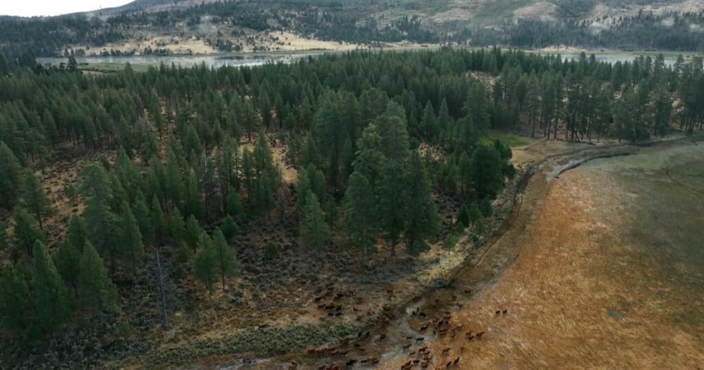 How-forests-are-being-restored-after-wildfires.jpg