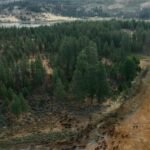How-forests-are-being-restored-after-wildfires.jpg