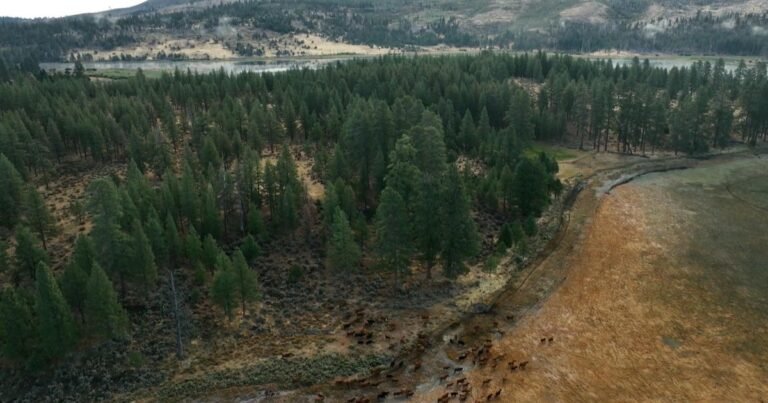 How-forests-are-being-restored-after-wildfires.jpg
