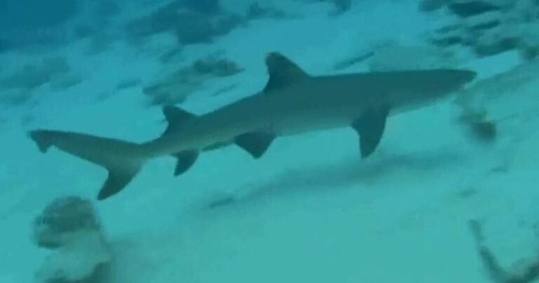 How-sharks-help-determine-the-health-of-our-oceans.jpg
